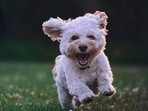 Avoid these dog bathing mistakes Avoid these dog bathing mistakes