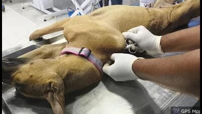 Maha order on stray dogs leaves PMC scrambling for resources Maha order on stray dogs leaves PMC scrambling for resources