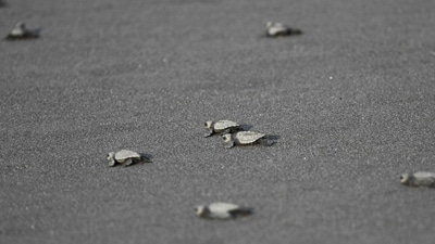 Gahirmatha Marine Sanctuary is one of the biggest and most significant breeding beaches for Olive Ridley sea turtles in the worldwide. (AFP) Gahirmatha Marine Sanctuary is one of the biggest and most significant breeding beaches for Olive Ridley sea turtles in the worldwide. (AFP)