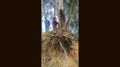 Illegal mining activities at the site exposed tree roots. (HT Photo) Illegal mining activities at the site exposed tree roots. (HT Photo)