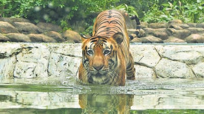 Mumbai, India – July 29, 2025: Visitors look at the Royal Bengal Tiger "Shakti" roaming inside its enclosure on the occasion of International Tiger Day, at Byculla Zoo, in Mumbai, India, on Tuesday, July 29, 2025. (Photo by Bhushan Koyande/ Hindustan Times) Mumbai, India – July 29, 2025: Visitors look at the Royal Bengal Tiger "Shakti" roaming inside its enclosure on the occasion of International Tiger Day, at Byculla Zoo, in Mumbai, India, on Tuesday, July 29, 2025. (Photo by Bhushan Koyande/ Hindustan Times)