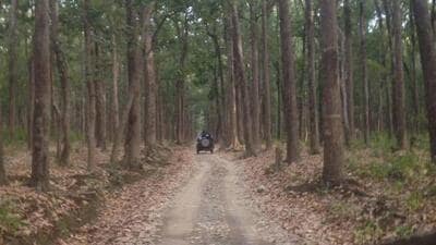 The revised compensation will apply per deceased individual. (Corbett National Park X account) The revised compensation will apply per deceased individual. (Corbett National Park X account)