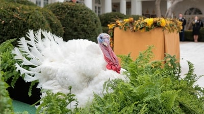 Gobble, one of two turkeys to be ceremonially pardoned for Thanksgiving, stands in the Rose Garden during the pardoning ceremony at the White House in Washington, D.C., U.S., November 25, 2025. REUTERS/Jonathan Ernst (REUTERS)