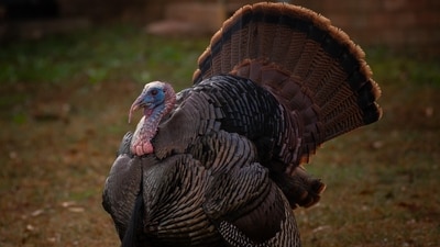 The long history behind Thanksgiving’s date (Pixabay) The long history behind Thanksgiving’s date (Pixabay)