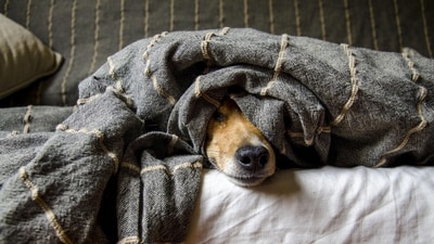 Signs your dog has ticks or fleas (Unsplash) Signs your dog has ticks or fleas (Unsplash)