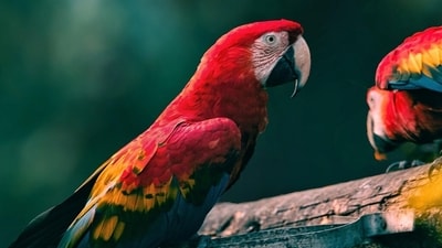 Scarlet macaws are indigenous to Central America. (Representative image/Pixabay) Scarlet macaws are indigenous to Central America. (Representative image/Pixabay)