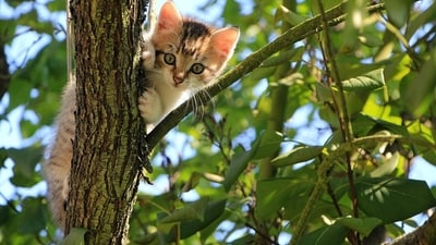 Why you should never let your cats come near lilies (Unsplash) Why you should never let your cats come near lilies (Unsplash)