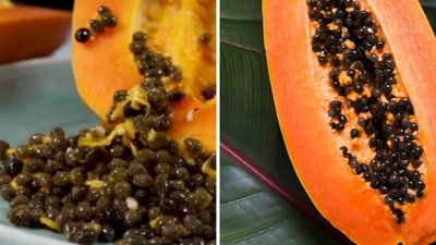 5 ways to use papaya seeds for gut health (Freepik) 5 ways to use papaya seeds for gut health (Freepik)