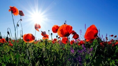 Destinations famous for its floral beauty (Unsplash) Destinations famous for its floral beauty (Unsplash)