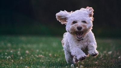 Avoid these dog bathing mistakes (Unsplash) Avoid these dog bathing mistakes (Unsplash)