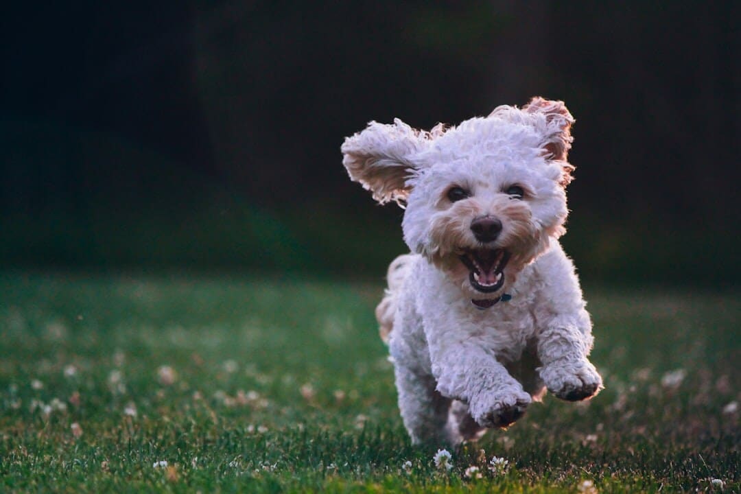 Keep your dogs away from puddles. (Picture credit: Unsplash) Keep your dogs away from puddles. (Picture credit: Unsplash)