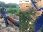 As per the latest satellite data of their migratory journey, Amur Falcon named Apapang has reached Zambia in Africa. (Sourced)