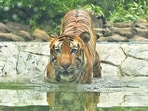 Mumbai, India – July 29, 2025: Visitors look at the Royal Bengal Tiger "Shakti" roaming inside its enclosure on the occasion of International Tiger Day, at Byculla Zoo, in Mumbai, India, on Tuesday, July 29, 2025. (Photo by Bhushan Koyande/ Hindustan Times)