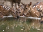 Spread across 25.95 hectares, the park was originally designed in 1968 to house just six deer brought from Uttarakhand. (HT photo)
