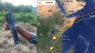 As per the latest satellite data of their migratory journey, Amur Falcon named Apapang has reached Zambia in Africa. (Sourced) As per the latest satellite data of their migratory journey, Amur Falcon named Apapang has reached Zambia in Africa. (Sourced)