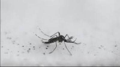 Barnala and Sangrur are the worst-hit districts for chikungunya cases in the state, with totals reaching 116 and 115, respectively, since July this year according to state health department data. Barnala and Sangrur are the worst-hit districts for chikungunya cases in the state, with totals reaching 116 and 115, respectively, since July this year according to state health department data.