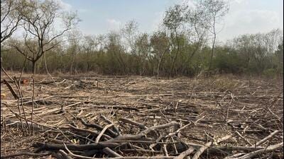 In its order dated 25 November, the tribunal disposed of two connected applications after examining the fact-finding report submitted by the chief conservator of forest, western zone, Meerut, and the affidavit of the principal chief conservator of forests. (HT Archive) In its order dated 25 November, the tribunal disposed of two connected applications after examining the fact-finding report submitted by the chief conservator of forest, western zone, Meerut, and the affidavit of the principal chief conservator of forests. (HT Archive)