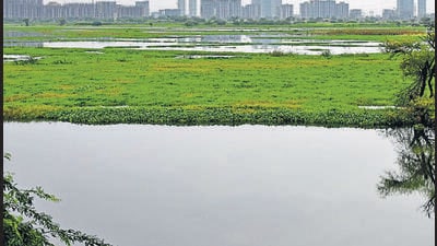 Najafgarh Drain and Jheel, the longest drainage system of Delhi (Vipin Kumar/HT PHOTO) Najafgarh Drain and Jheel, the longest drainage system of Delhi (Vipin Kumar/HT PHOTO)