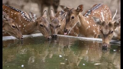 Spread across 25.95 hectares, the park was originally designed in 1968 to house just six deer brought from Uttarakhand. (HT photo) Spread across 25.95 hectares, the park was originally designed in 1968 to house just six deer brought from Uttarakhand. (HT photo)