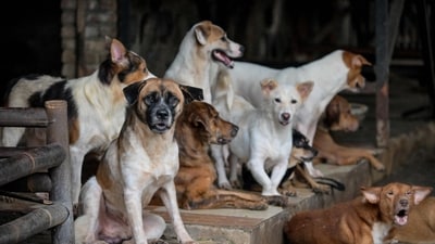 How to adopt a stray dog in India (AFP) How to adopt a stray dog in India (AFP)