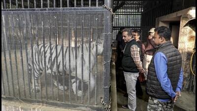 The minister reviewed the care and management of two Asiatic lion cubs born in April 2025. (PTI) The minister reviewed the care and management of two Asiatic lion cubs born in April 2025. (PTI)