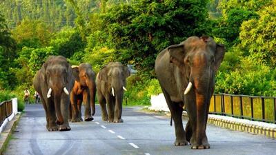 The petitioner argued that such activity narrows wildlife pathways and destabilises the natural habitat. (Representative photo) The petitioner argued that such activity narrows wildlife pathways and destabilises the natural habitat. (Representative photo)