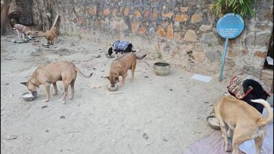 The rules are designed to ensure community dogs are fed at appropriate, mutually agreed locations to maintain civic order. (HT Photo) The rules are designed to ensure community dogs are fed at appropriate, mutually agreed locations to maintain civic order. (HT Photo)