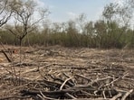 In its order dated 25 November, the tribunal disposed of two connected applications after examining the fact-finding report submitted by the chief conservator of forest, western zone, Meerut, and the affidavit of the principal chief conservator of forests. (HT Archive) In its order dated 25 November, the tribunal disposed of two connected applications after examining the fact-finding report submitted by the chief conservator of forest, western zone, Meerut, and the affidavit of the principal chief conservator of forests. (HT Archive)