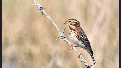 Experts called the sighting a rare phenomenon (Ram Kumar Rawat) Experts called the sighting a rare phenomenon (Ram Kumar Rawat)