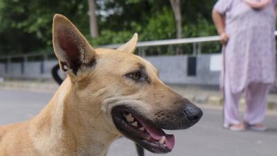 The Samiti will carry out “large-scale” sterilisation and anti-rabies vaccination of stray dogs across Gurugram zones 1, 2, 3 and 4. (PTI) The Samiti will carry out “large-scale” sterilisation and anti-rabies vaccination of stray dogs across Gurugram zones 1, 2, 3 and 4. (PTI)