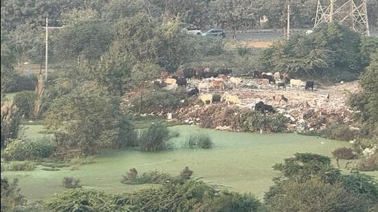 The accumulated stagnant water has formed an algae-covered pond that emits a foul stench, said residents. (HT)