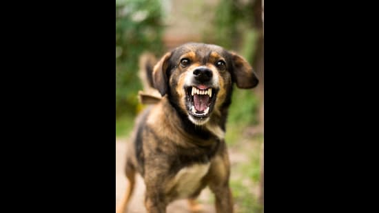 The two dogs got into a fight, and when he asked Ashish to control his dog, he responded, “You wait, I’ll show you,” and made phone call. (Getty Images/iStockphoto)