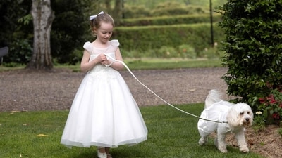 Ella, a flower girl, can be seen walking the dog and ring-bearer named Toto, during the wedding ceremony for Australia's Prime Minister Anthony Albanese and his new wife Jodie Haydon in Canberra. (AFP) Ella, a flower girl, can be seen walking the dog and ring-bearer named Toto, during the wedding ceremony for Australia's Prime Minister Anthony Albanese and his new wife Jodie Haydon in Canberra. (AFP)