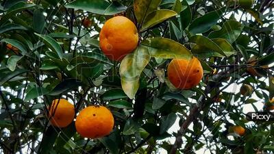As the process progressed, the applicant was formally changed from UBKV to Darjeeling Organic Farmers Producer Organisation (DOFPO), Mirik in August 2024, Tulsi Saran Ghimiray, who initiated the GI proposal in August 2022, said. (Picxy/ Representative photo) As the process progressed, the applicant was formally changed from UBKV to Darjeeling Organic Farmers Producer Organisation (DOFPO), Mirik in August 2024, Tulsi Saran Ghimiray, who initiated the GI proposal in August 2022, said. (Picxy/ Representative photo)