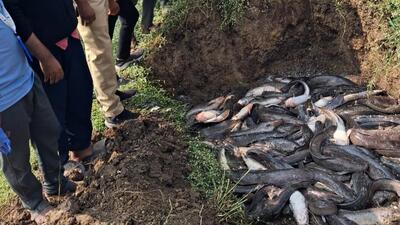 Assistant commissioner of fisheries Archana Shinde led the operation along with the fishery development officer and field staff. (HT PHOTO)