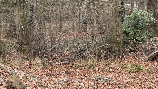 Can you spot the deer? (Reddit/r/FindTheSniper)