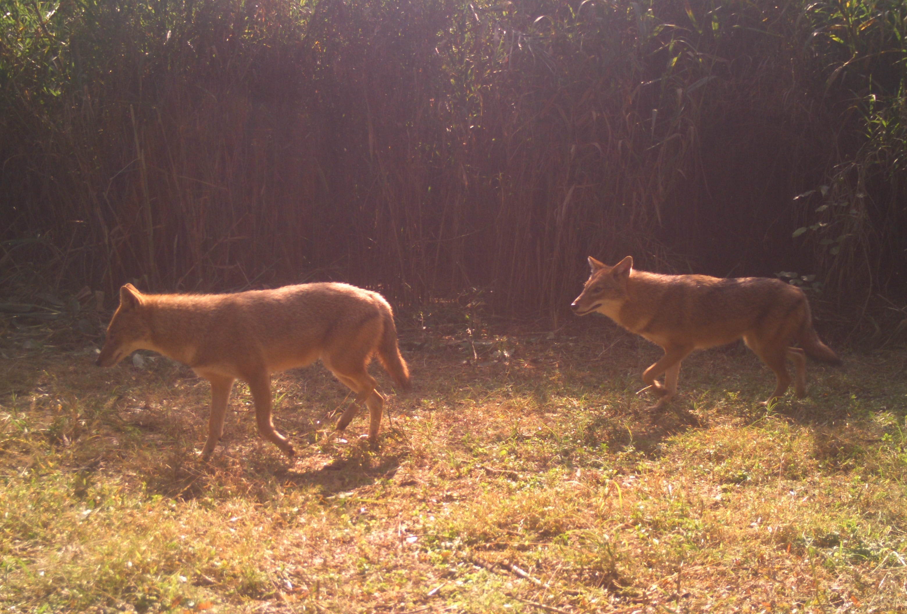 Camera trap image of Golden jackals, Kansal forests, Sukhna Wildlife Sanctuary (23/11/2025). (WII-CAP CELL 2025) Camera trap image of Golden jackals, Kansal forests, Sukhna Wildlife Sanctuary (23/11/2025). (WII-CAP CELL 2025)