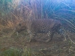Camera trap image of male leopard in Kansal jungles of Sukhna Wildlife Sanctuary (26/11/2025). (WII-CAP CELL 2025)