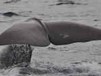 The whale weighed an estimated 800-1,000 kg. The whale weighed an estimated 800-1,000 kg.