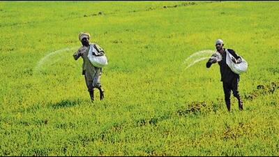 China tapered off supplies of di-ammonium phosphate (DAP) to India (Representative photo) China tapered off supplies of di-ammonium phosphate (DAP) to India (Representative photo)