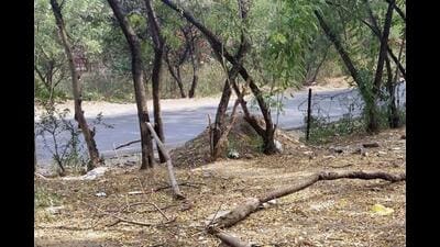 Forest officials and wildlife experts fear that the SC ruling may cause large-scale damage to this fragile ecosystem. (HT) Forest officials and wildlife experts fear that the SC ruling may cause large-scale damage to this fragile ecosystem. (HT)