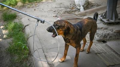 The feeding frequency for adult dogs has been fixed for 2-3 times a day. (File photo) The feeding frequency for adult dogs has been fixed for 2-3 times a day. (File photo)