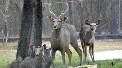 The incident took place near Kalakandi village in the Akbarpur range on November 17 (Representative photo)
