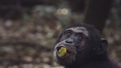 A chimpanzee in Uganda eating fruit scrumped from the ground. A chimpanzee in Uganda eating fruit scrumped from the ground.