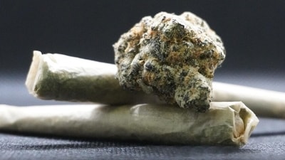The seized ganja included strains sold under brand names such as OG, Mango, Shillong, police said. (Pixabay/Representative image) The seized ganja included strains sold under brand names such as OG, Mango, Shillong, police said. (Pixabay/Representative image)