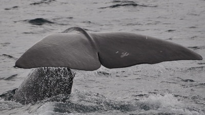 The whale weighed an estimated 800-1,000 kg. (Pixabay/ Representational)