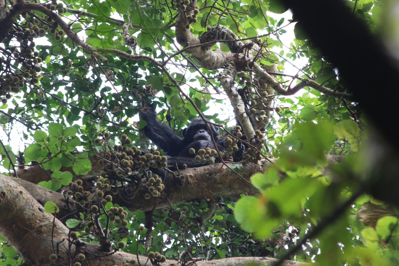 A Ngogo chimpanzee in a Ficus mucuso tree surrounded by figs. A Ngogo chimpanzee in a Ficus mucuso tree surrounded by figs.