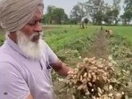 Farmers sowing the PAU-recommended J-87 groundnut variety anticipate earning over  <span class='webrupee'>₹</span>1 lakh per acre from the spring harvest. (HT Photo)