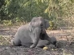 While most of the herd had crossed the railway track , the Howrah Express struck the six-year-old calf that was trailing behind. (Representative mage) While most of the herd had crossed the railway track , the Howrah Express struck the six-year-old calf that was trailing behind. (Representative mage)