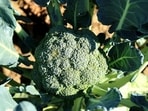 The ultimate guide to broccoli and cauliflower The ultimate guide to broccoli and cauliflower